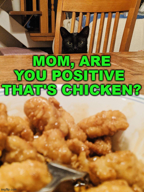 Does the cat know something that I don't know? | MOM, ARE YOU POSITIVE 
THAT'S CHICKEN? | image tagged in chinese food,cats,what is that | made w/ Imgflip meme maker