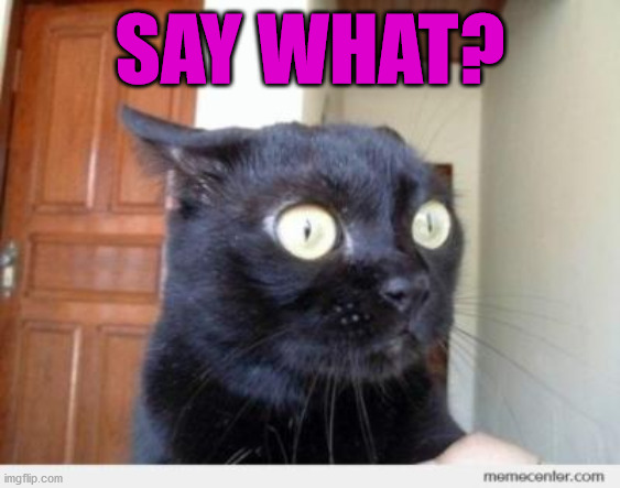 Scared Cat | SAY WHAT? | image tagged in scared cat | made w/ Imgflip meme maker