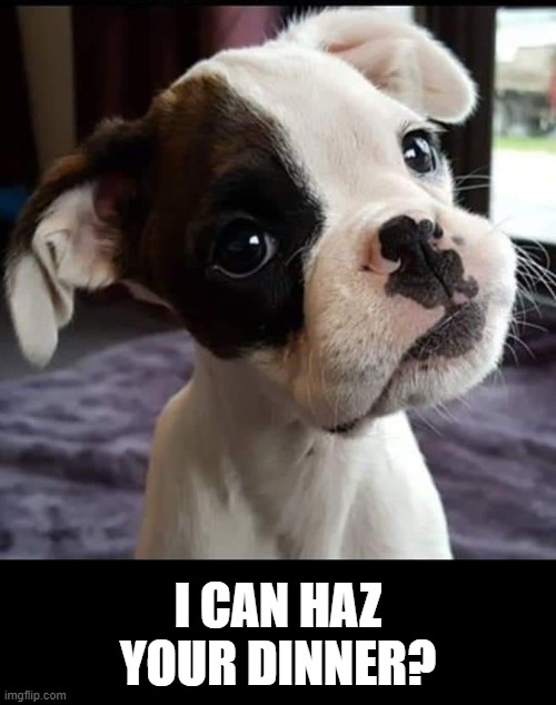 can haz dinner | I CAN HAZ YOUR DINNER? | image tagged in puppy,cute,dinner | made w/ Imgflip meme maker