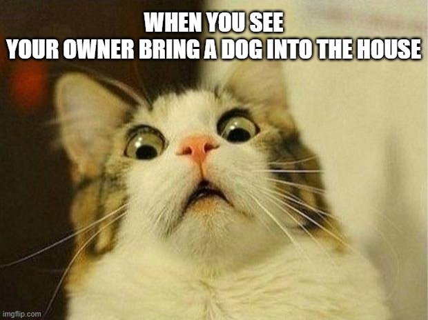 Scared Cat Meme | WHEN YOU SEE YOUR OWNER BRING A DOG INTO THE HOUSE | image tagged in memes,scared cat | made w/ Imgflip meme maker