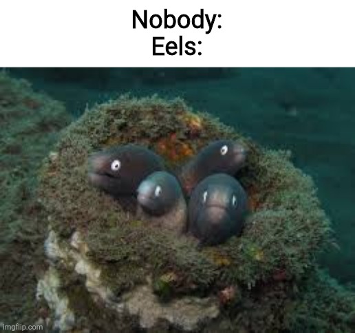 Horrified Eels | Nobody:
Eels: | image tagged in horrified eels | made w/ Imgflip meme maker