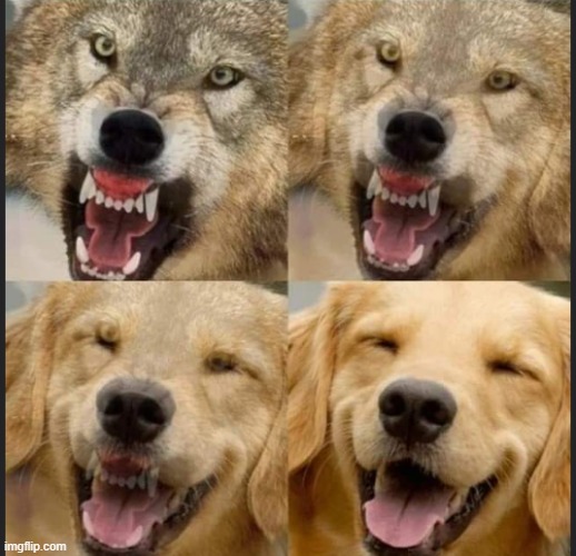 Wolf to Dog | image tagged in wolf to dog | made w/ Imgflip meme maker