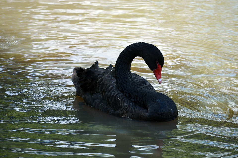 Black Swan Blank Meme Template