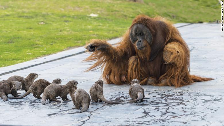 Orangutan with Otters Blank Meme Template