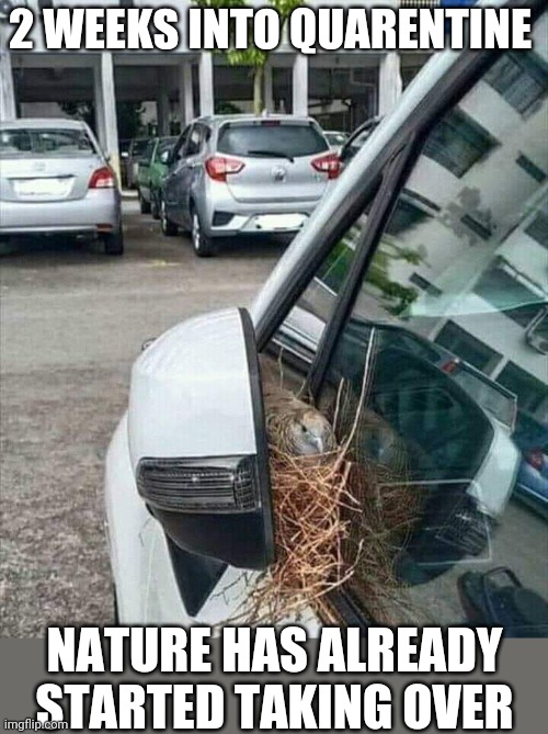 NATURE TAKE OVER | 2 WEEKS INTO QUARENTINE; NATURE HAS ALREADY STARTED TAKING OVER | image tagged in memes,birds,quarantine,nature | made w/ Imgflip meme maker