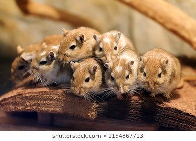 Army Of The 12 Gerbils Blank Meme Template