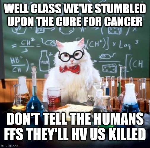 Chemistry Cat Meme | WELL CLASS WE'VE STUMBLED UPON THE CURE FOR CANCER; DON'T TELL THE HUMANS FFS THEY'LL HV US KILLED | image tagged in memes,chemistry cat | made w/ Imgflip meme maker