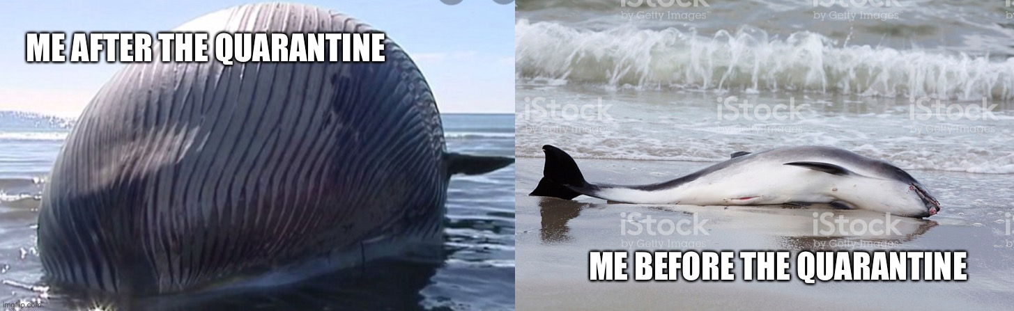 ME AFTER THE QUARANTINE; ME BEFORE THE QUARANTINE | image tagged in beach body | made w/ Imgflip meme maker