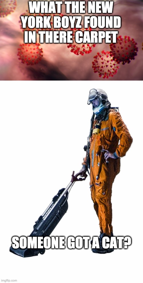 reasonable | WHAT THE NEW YORK BOYZ FOUND IN THERE CARPET; SOMEONE GOT A CAT? | image tagged in coronavirus | made w/ Imgflip meme maker