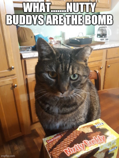 Don't touch my nutty buddy | WHAT.......NUTTY BUDDYS ARE THE BOMB | image tagged in cats | made w/ Imgflip meme maker