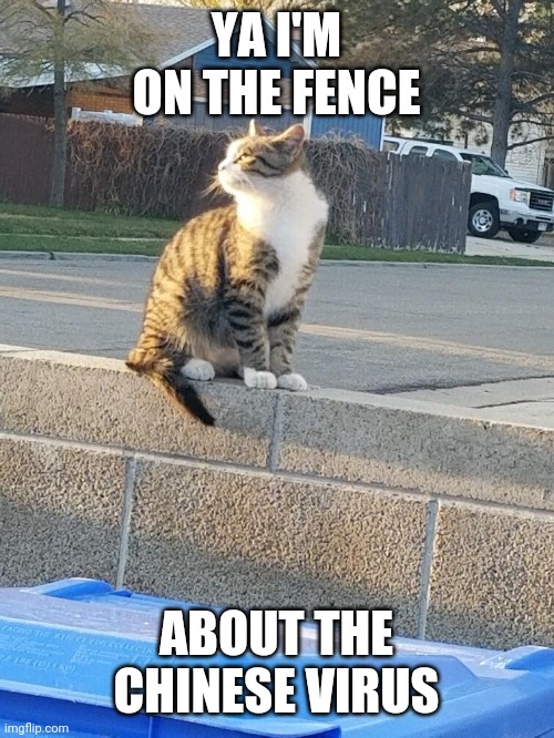 No virus for me | YA I'M ON THE FENCE; ABOUT THE CHINESE VIRUS | image tagged in funny cats | made w/ Imgflip meme maker