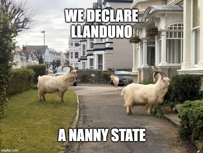 Goat takeover bid | WE DECLARE
LLANDUNO; A NANNY STATE | image tagged in goats,nanny state | made w/ Imgflip meme maker