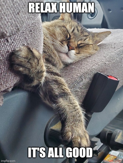 Just chillin | RELAX HUMAN; IT'S ALL GOOD | image tagged in funny cats | made w/ Imgflip meme maker