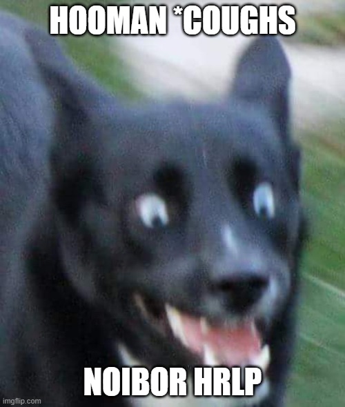 Scared Doggo | HOOMAN *COUGHS; NOIBOR HRLP | image tagged in scared doggo | made w/ Imgflip meme maker