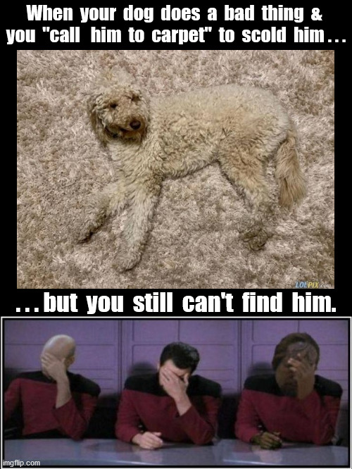 Where Did He Go? | When  your  dog  does  a  bad  thing  &  you  "call   him  to  carpet"  to  scold  him . . . . . . but  you  still  can't  find  him. | image tagged in dog,hiding | made w/ Imgflip meme maker