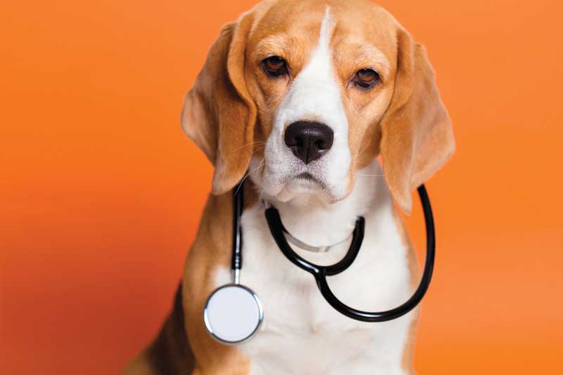 Coronavirus Dog Doctor Blank Meme Template