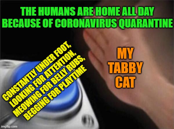 Blank Nut Button | THE HUMANS ARE HOME ALL DAY BECAUSE OF CORONAVIRUS QUARANTINE; MY
TABBY
CAT; CONSTANTLY UNDER FOOT,
LOOKING FOR ATTENTION,
MEOWING FOR BELLY RUBS,
BEGGING FOR PLAYTIME | image tagged in memes,blank nut button,coronavirus,cats,tabby cat,quarantine | made w/ Imgflip meme maker