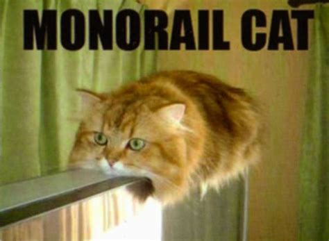 High Quality Monorail cat Blank Meme Template