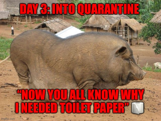 Fat Animal | DAY 3: INTO QUARANTINE; “NOW YOU ALL KNOW WHY I NEEDED TOILET PAPER” 🧻 | image tagged in fat animal | made w/ Imgflip meme maker