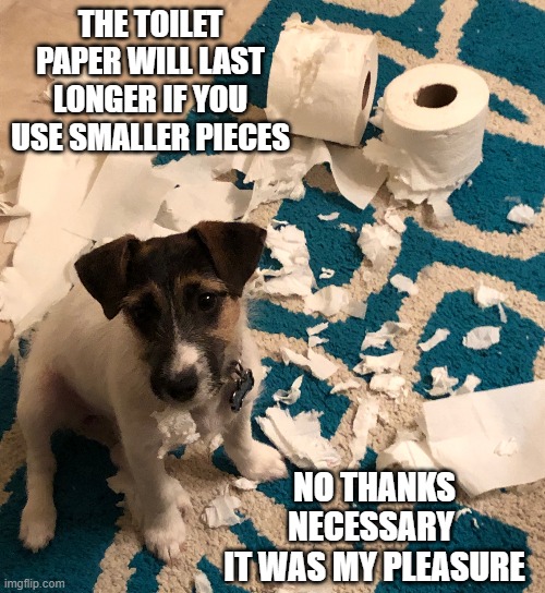 Future service dog in the making. | THE TOILET PAPER WILL LAST LONGER IF YOU USE SMALLER PIECES; NO THANKS NECESSARY 
IT WAS MY PLEASURE | image tagged in dog destroys toilet paper,toilet paper,puppy,coronavirus | made w/ Imgflip meme maker