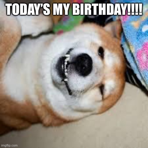 Shiba Inu | TODAY’S MY BIRTHDAY!!!! | image tagged in shiba inu | made w/ Imgflip meme maker