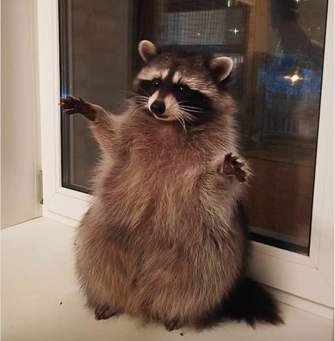 raccoon friend Blank Meme Template