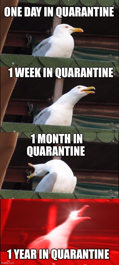 Inhaling Seagull | ONE DAY IN QUARANTINE; 1 WEEK IN QUARANTINE; 1 MONTH IN QUARANTINE; 1 YEAR IN QUARANTINE | image tagged in memes,inhaling seagull | made w/ Imgflip meme maker