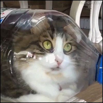 High Quality Cat in bottle Blank Meme Template