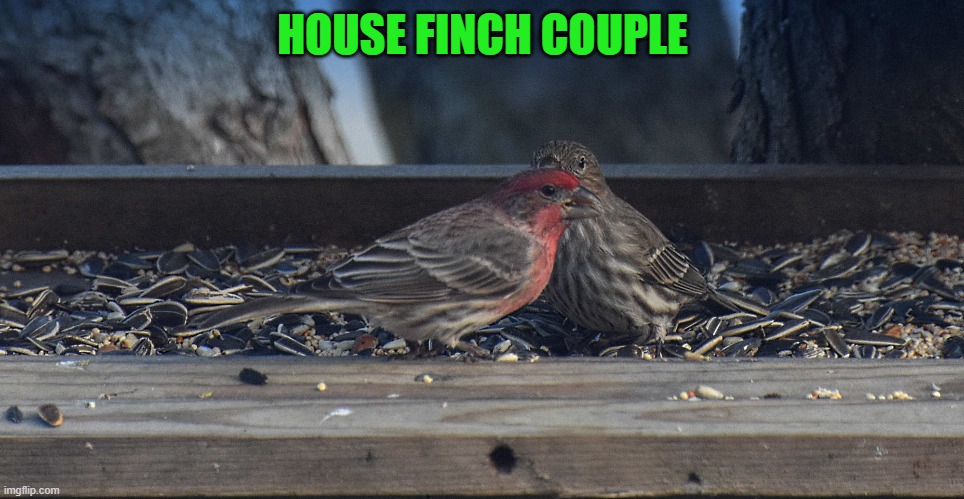 HOUSE FINCH COUPLE | made w/ Imgflip meme maker