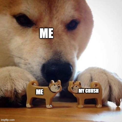 Now Kiss Doge | ME; MY CRUSH; ME | image tagged in now kiss doge | made w/ Imgflip meme maker