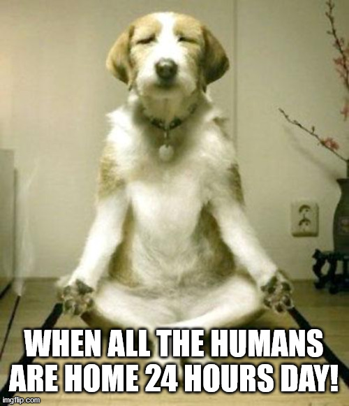 Inner Peace Dog | WHEN ALL THE HUMANS ARE HOME 24 HOURS DAY! | image tagged in inner peace dog | made w/ Imgflip meme maker