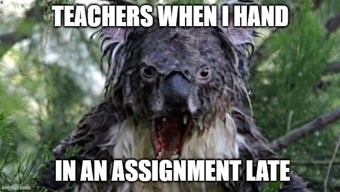 Angry Koala Meme |  TEACHERS WHEN I HAND; IN AN ASSIGNMENT LATE | image tagged in memes,angry koala | made w/ Imgflip meme maker