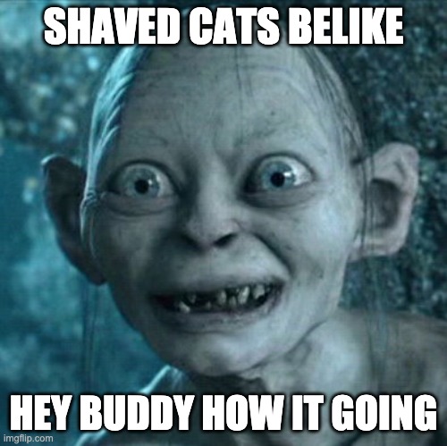 Gollum Meme | SHAVED CATS BELIKE; HEY BUDDY HOW IT GOING | image tagged in memes,gollum | made w/ Imgflip meme maker
