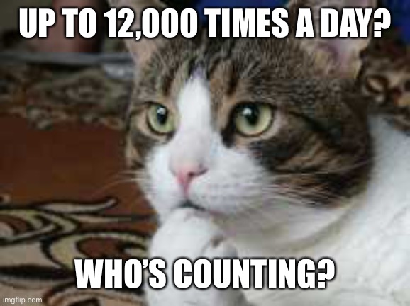 Ponder cat | UP TO 12,000 TIMES A DAY? WHO’S COUNTING? | image tagged in ponder cat | made w/ Imgflip meme maker