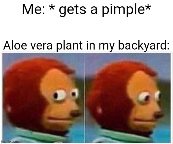 Monkey Puppet Meme | Me: * gets a pimple*; Aloe vera plant in my backyard: | image tagged in memes,monkey puppet | made w/ Imgflip meme maker