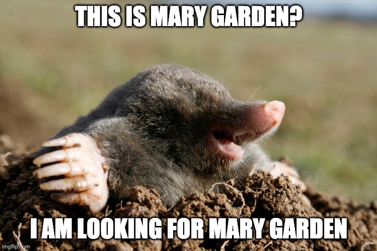 hello!! sorry for rose's bush. | THIS IS MARY GARDEN? I AM LOOKING FOR MARY GARDEN | image tagged in mole,happiness,hello | made w/ Imgflip meme maker