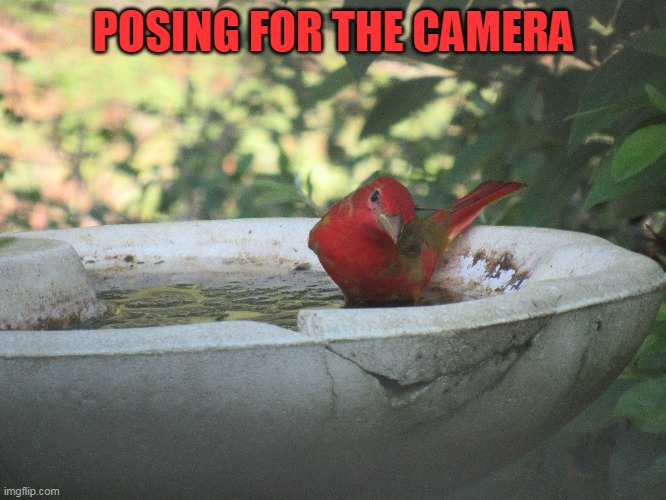 Never did identify this one | POSING FOR THE CAMERA | image tagged in mothers garden of love | made w/ Imgflip meme maker