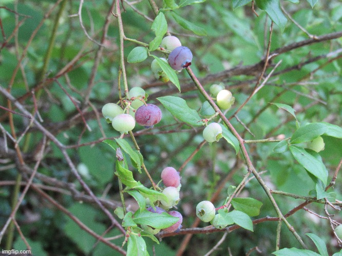 It's rare for us to get many blueberries as the birds get them first | image tagged in at home | made w/ Imgflip meme maker