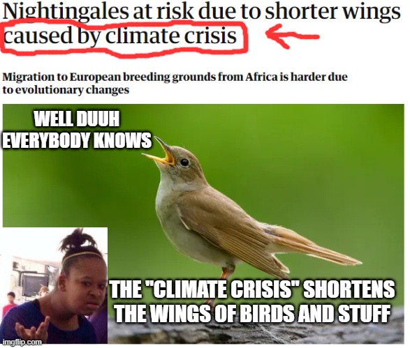 I'm tellin ya, Climate Change killed Kennedy from the Grassy Knoll | WELL DUUH EVERYBODY KNOWS; THE "CLIMATE CRISIS" SHORTENS THE WINGS OF BIRDS AND STUFF | image tagged in climate change,crisis,conspiracy theory,idiots,morons,special kind of stupid | made w/ Imgflip meme maker