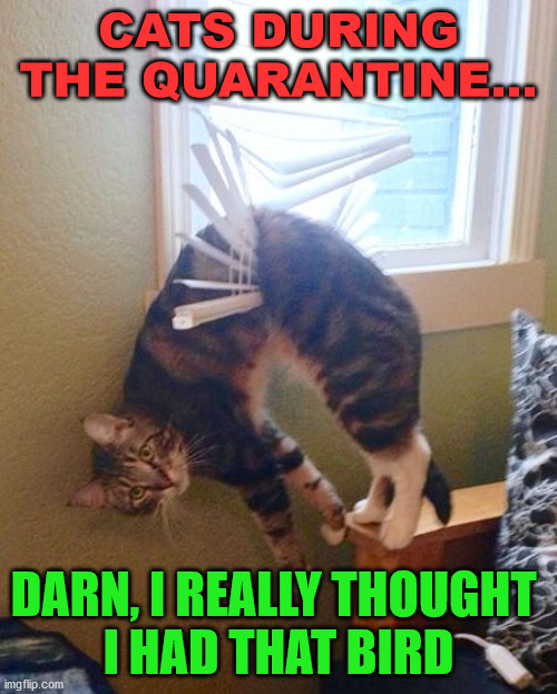 Cats are always in the blinds | CATS DURING THE QUARANTINE... DARN, I REALLY THOUGHT 
I HAD THAT BIRD | image tagged in cats | made w/ Imgflip meme maker