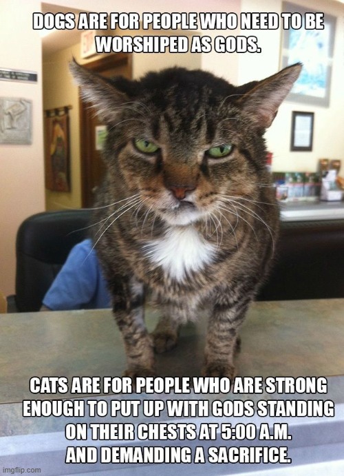 Its true tho | image tagged in funny,meme,cats,ruler | made w/ Imgflip meme maker