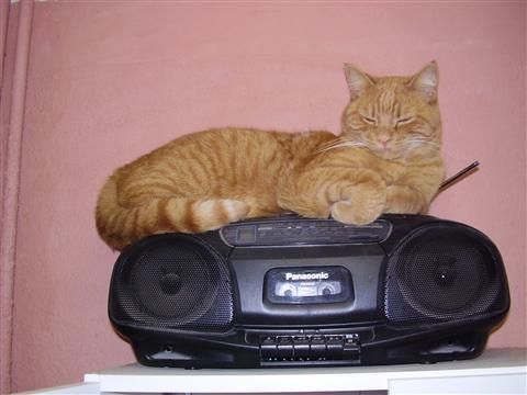 3 кота слушать аудиокниги. Котик и радио. Коты радиолюбители. Кот Радиолюбитель. Кошачий приемник.