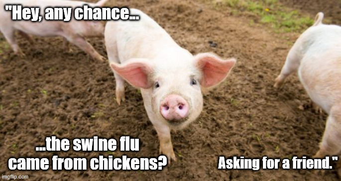 "Hey, any chance... ...the swine flu came from chickens? Asking for a friend." | made w/ Imgflip meme maker