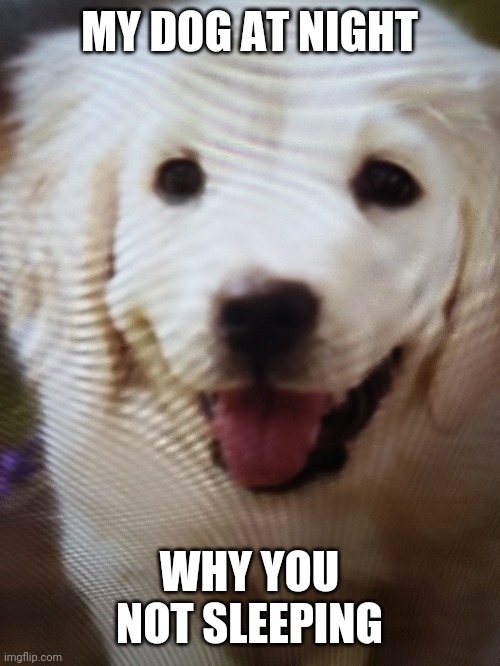 Dog | MY DOG AT NIGHT; WHY YOU NOT SLEEPING | image tagged in dog | made w/ Imgflip meme maker