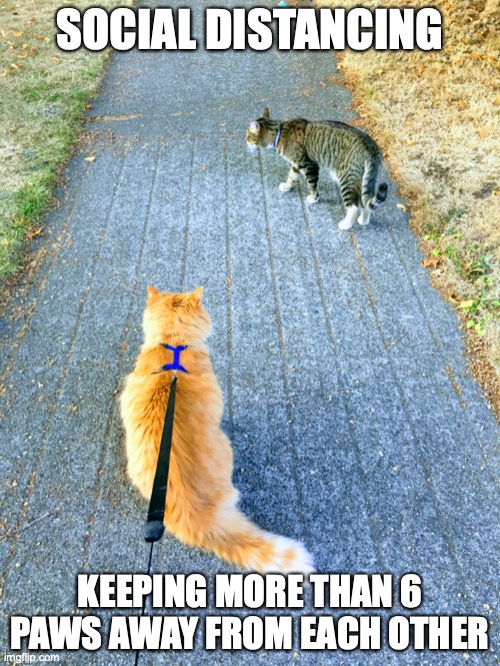 Ozzy encountering Roger | SOCIAL DISTANCING; KEEPING MORE THAN 6 PAWS AWAY FROM EACH OTHER | image tagged in cats,cat memes,cat,covid-19,covid19 | made w/ Imgflip meme maker