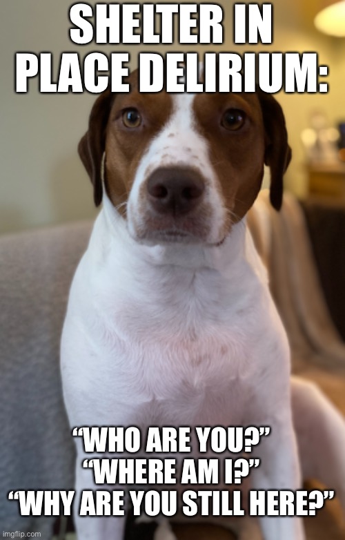 SHELTER IN PLACE DELIRIUM:; “WHO ARE YOU?”
“WHERE AM I?”
“WHY ARE YOU STILL HERE?” | image tagged in coronavirus,shelter,dogs,funny memes | made w/ Imgflip meme maker
