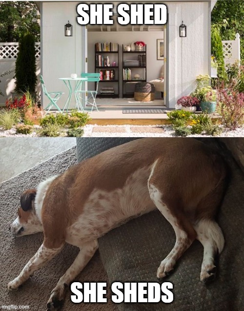 SHE SHED; SHE SHEDS | image tagged in funny,dog | made w/ Imgflip meme maker