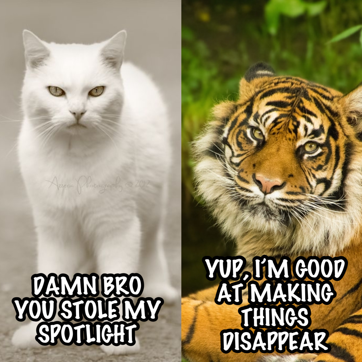 High Quality TIGER KING Blank Meme Template