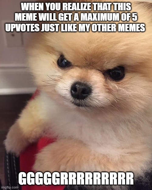 Angry Pomeranian |  WHEN YOU REALIZE THAT THIS MEME WILL GET A MAXIMUM OF 5 UPVOTES JUST LIKE MY OTHER MEMES; GGGGGRRRRRRRRR | image tagged in angry pomeranian | made w/ Imgflip meme maker