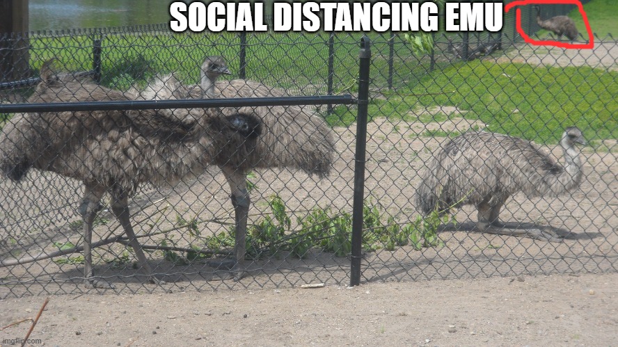 alone | SOCIAL DISTANCING EMU | image tagged in alone | made w/ Imgflip meme maker